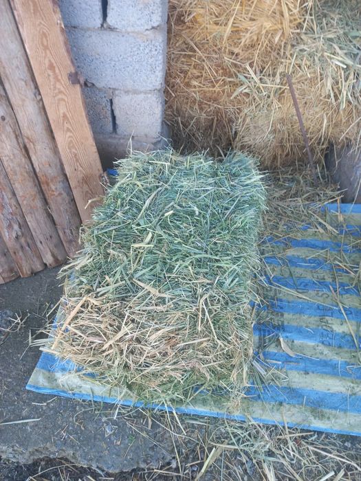 Пресс шөп  Пресс шөп