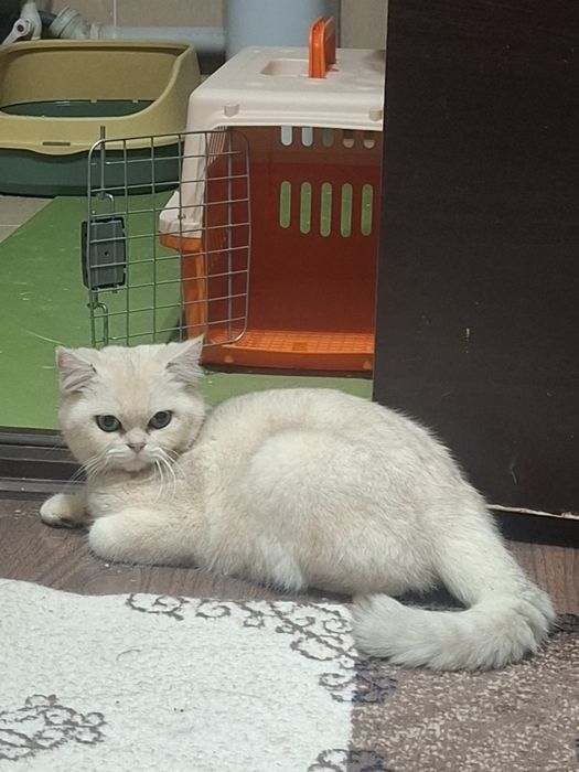 Срочна Кот и Кошка .Комплект .