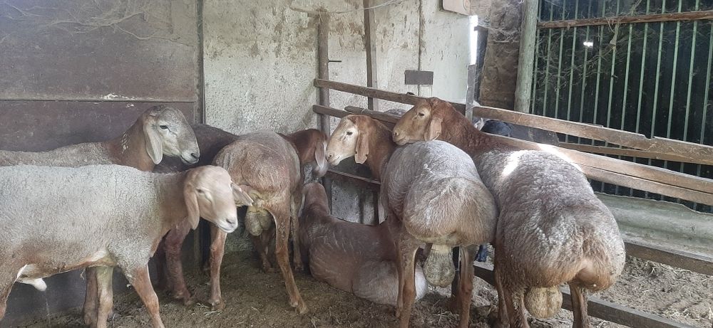 Арашан кошкарлар