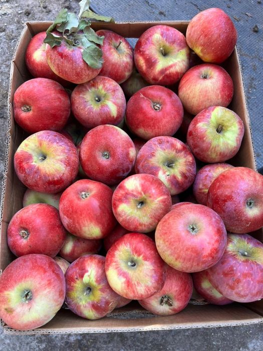 Апорт груша золотое яблоки