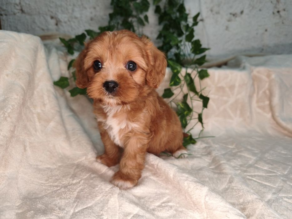 Vand baietel Cavapoo red F1 ( Pasaport)