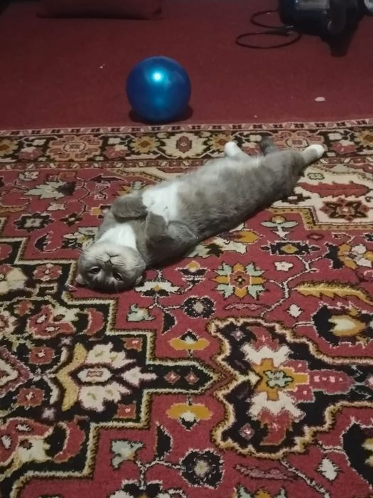 отдам кошечку в хорошие руки