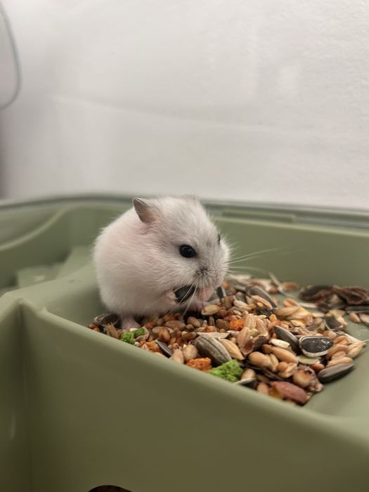 DONEZ de urgenta puiuti de hamster pitic rusesc