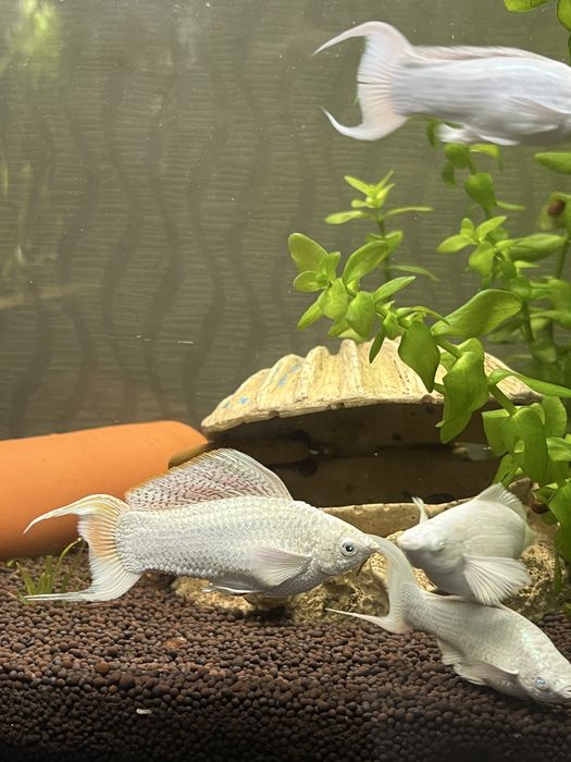 Велифера платина рыбка