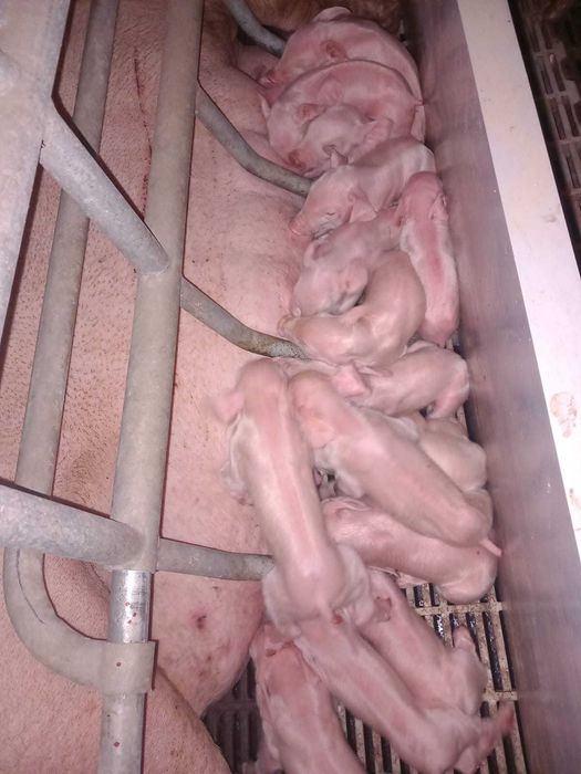 Fermă de reproducție porci