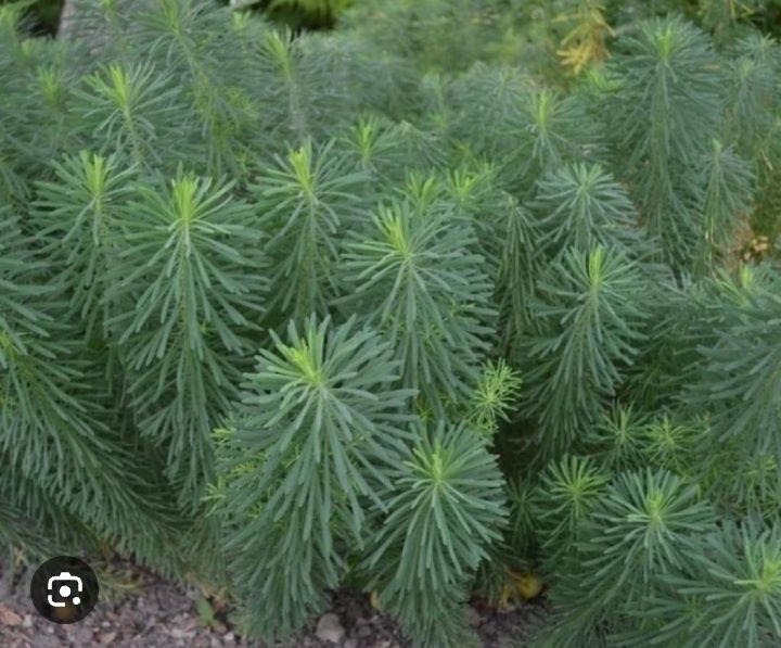 Молочай  кипарисовый