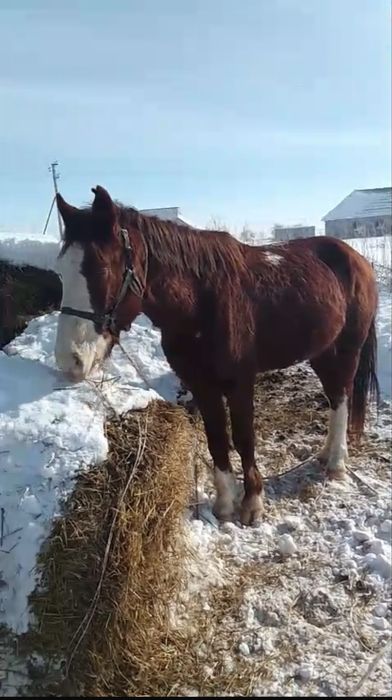 Продам лошадь срочно