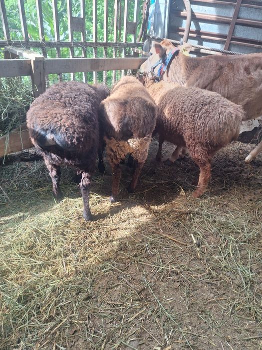 Продам баранов породы эдильбай