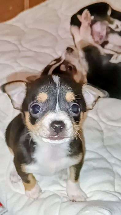 Чихуахуа сладки бебета