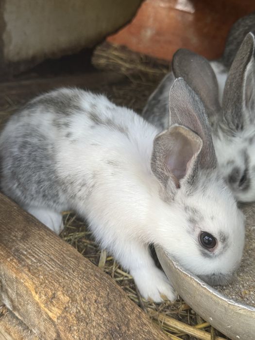 Продаются кролята