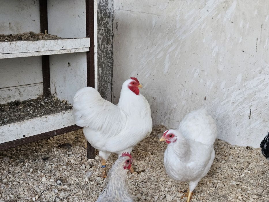 Vand sau schimb cu papagali familii sau cocosi  wiandotte