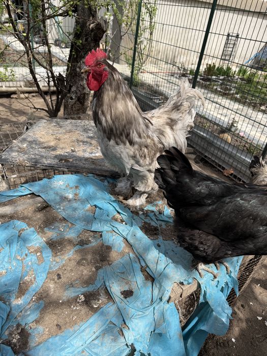 Продам петухов кохинхин варианты обмена