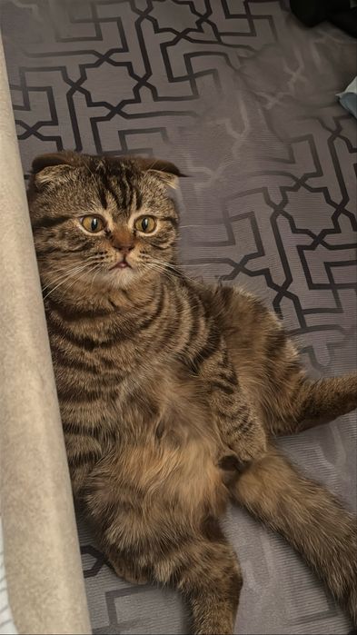 Отдам кота в добрые руки
