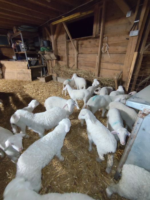 Vând miei de prăsilă rasa assaf (doar berbecuți)