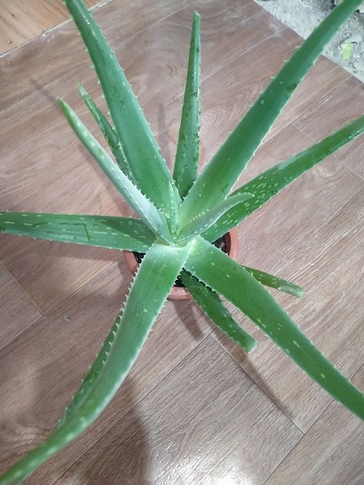 Алое вера лечебный