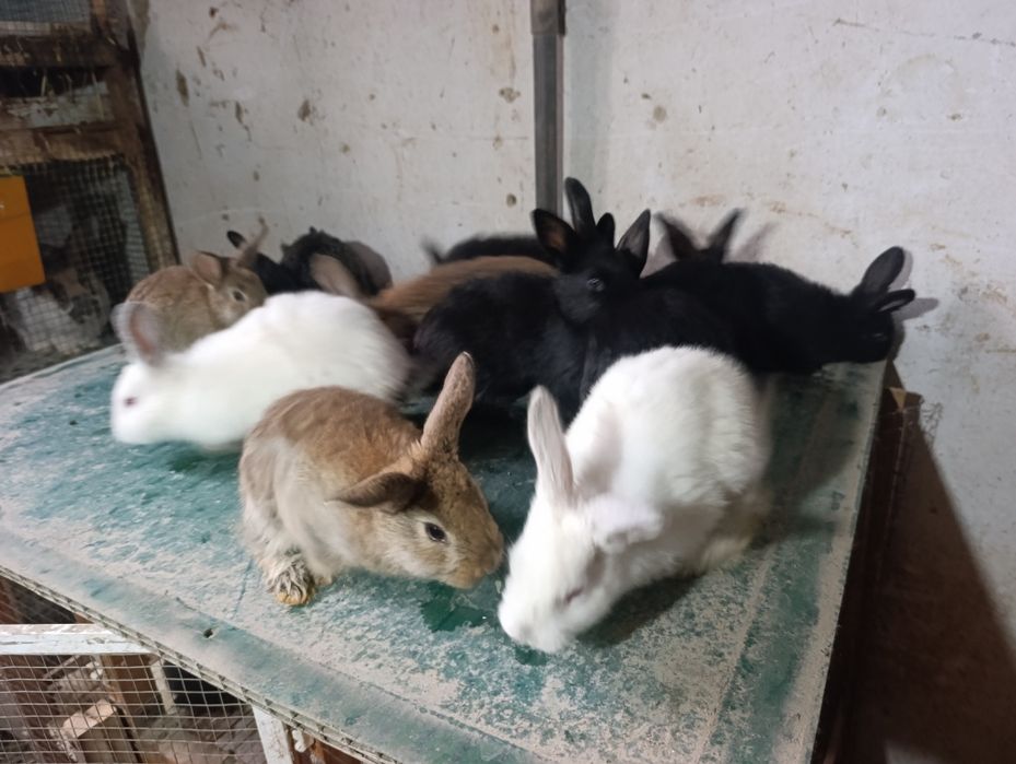 Quyonchala 45 kunli soni 12 ta.