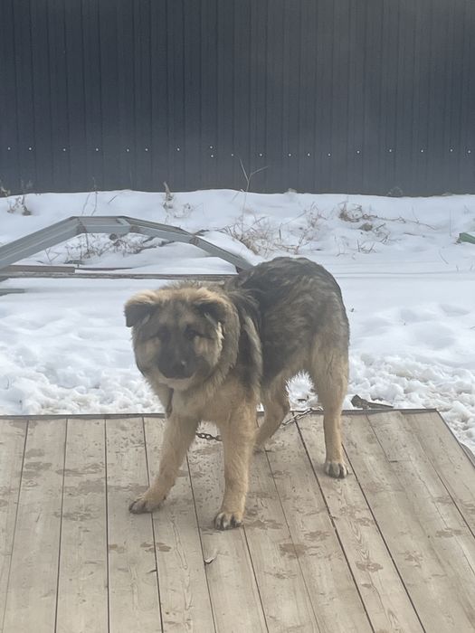 Отдам собаку в добрые руки