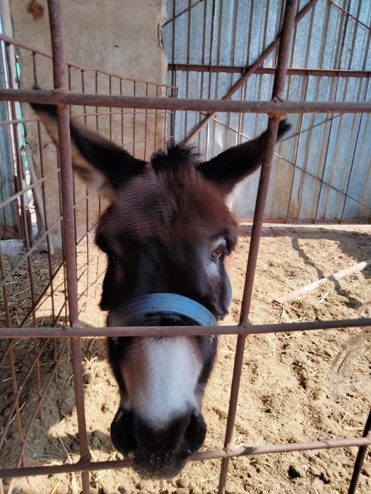 Ешек арба сатылады