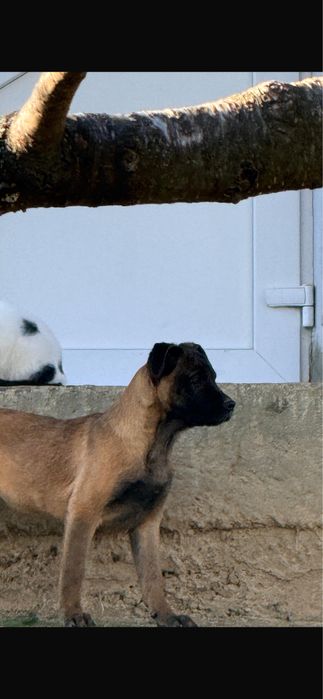Pui catel malinois, ciobanesc belgian.