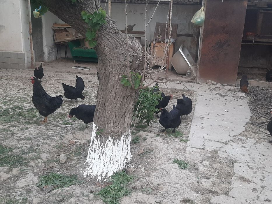 Товук хуроз сотилади