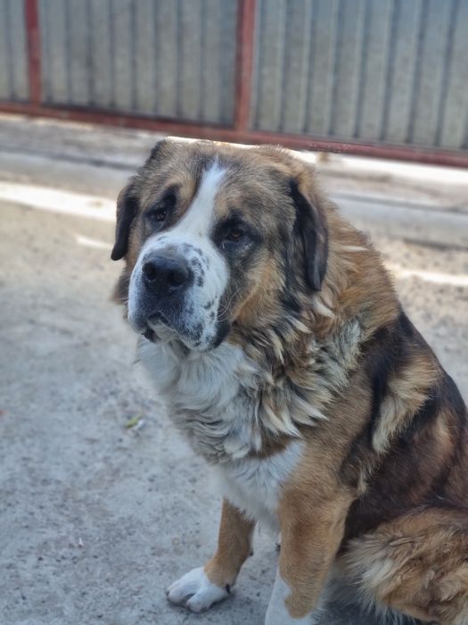 Ищем девочку московскую сторожевую