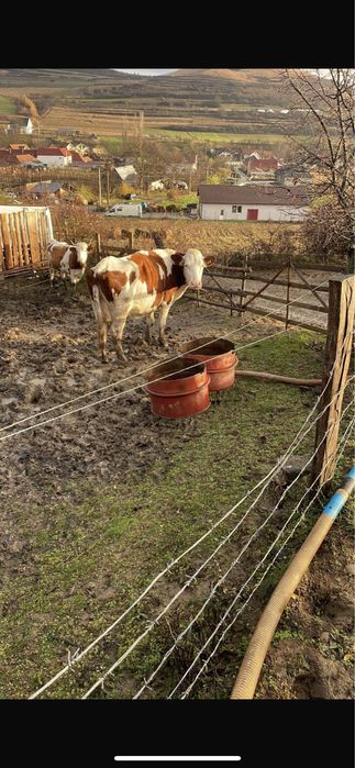 Vaci cu vitei de vanzare