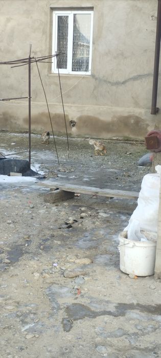 Продам дакан есть куры и пидухи