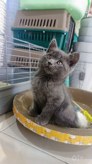 Продается котёнок