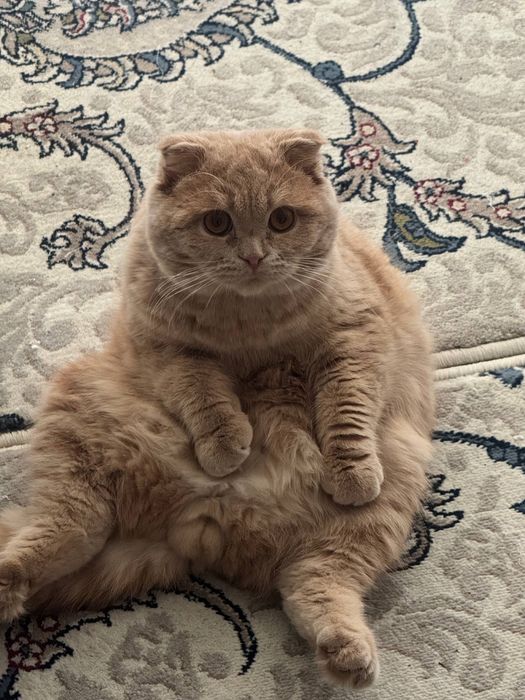Scottish Fold mushuk/кошка