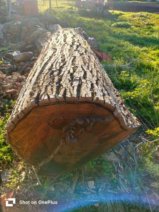 орех за дървен материал