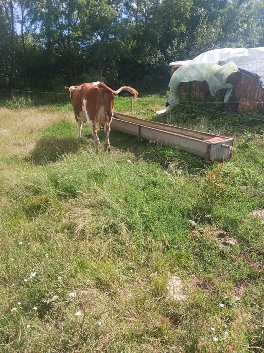 Vacă de vanzare.