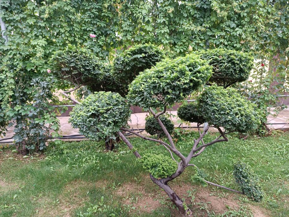 Продаются Бельгийские ели