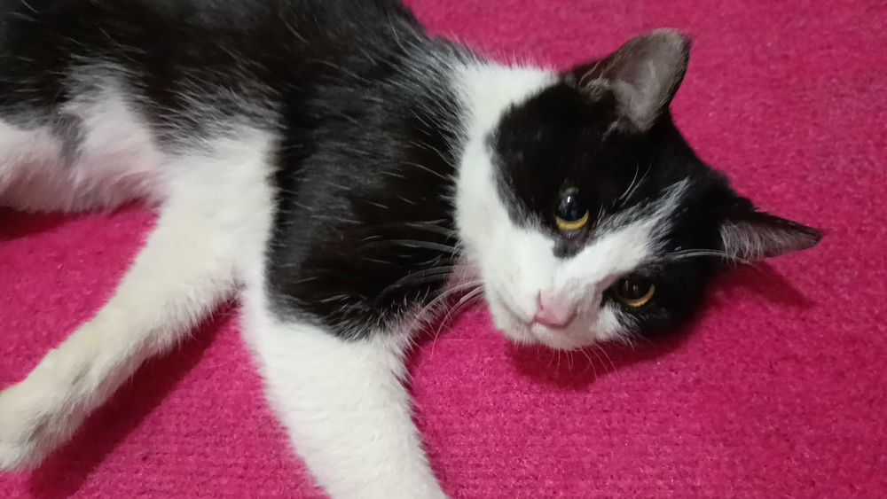 Отдам котиков добрым людям. Не для игры!!