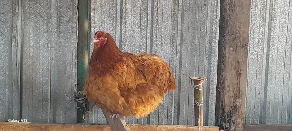 Продам хороших курей