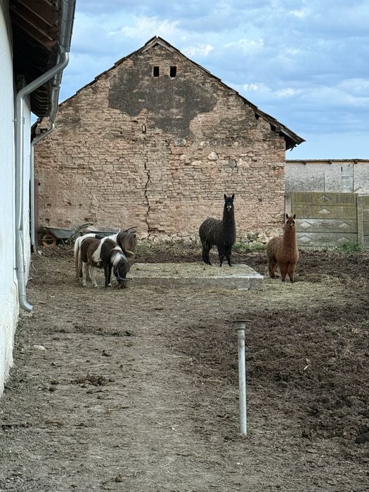 Vand sau schimb iapa sura si iapa neagra