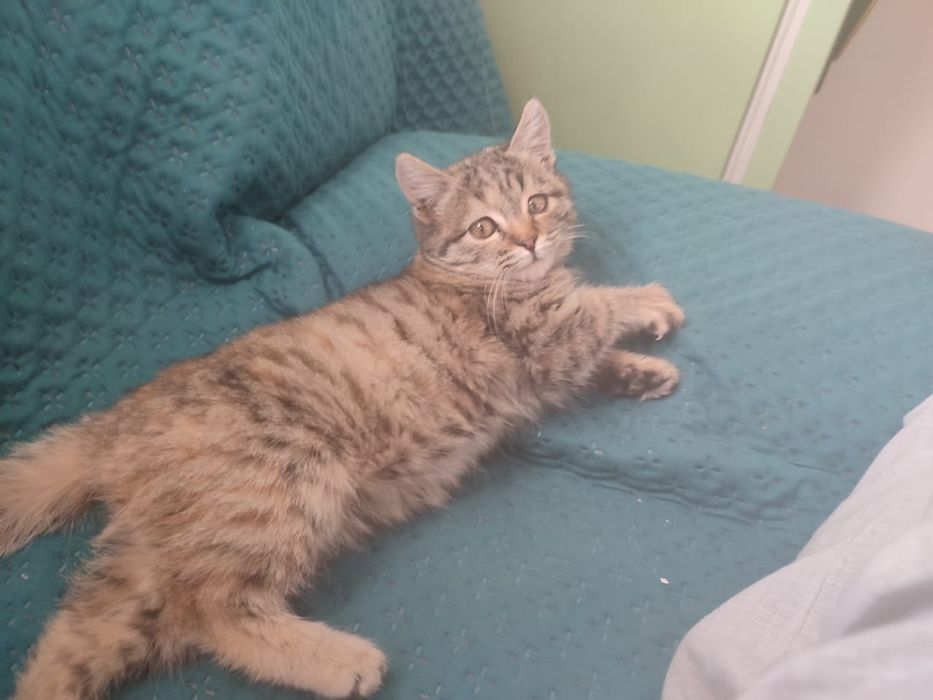 Котёнок ласковый