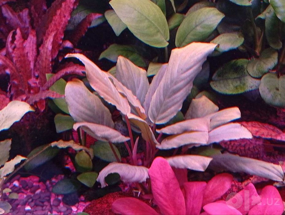 Фуртадоа сумматранская (Furtadoa sumatrensis). Аквариумное растение.
