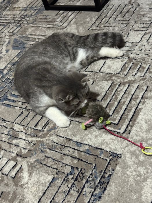 Scottish Fold
