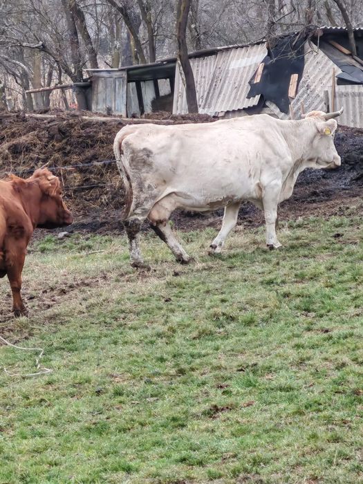 Vând vaci, 1 alba, 1 roșie și neagră