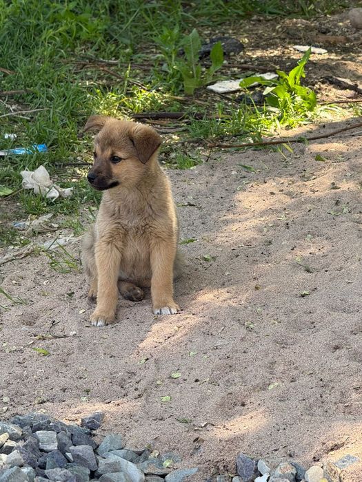 Отдам щенков добрым людям!