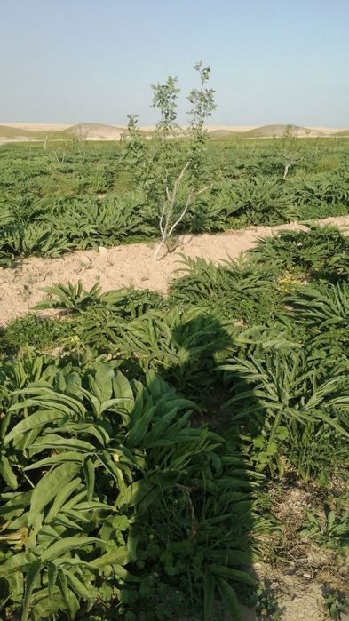 Каврак кучатлари,Kavrak koʻchatlari