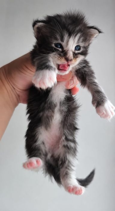 Котята породы Мейн Кун