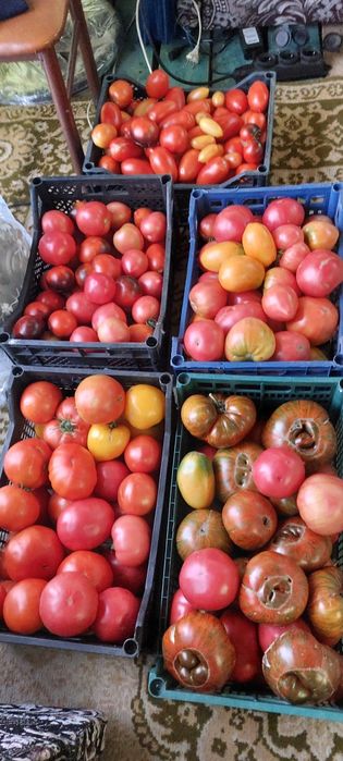 Продам домашние помидоры