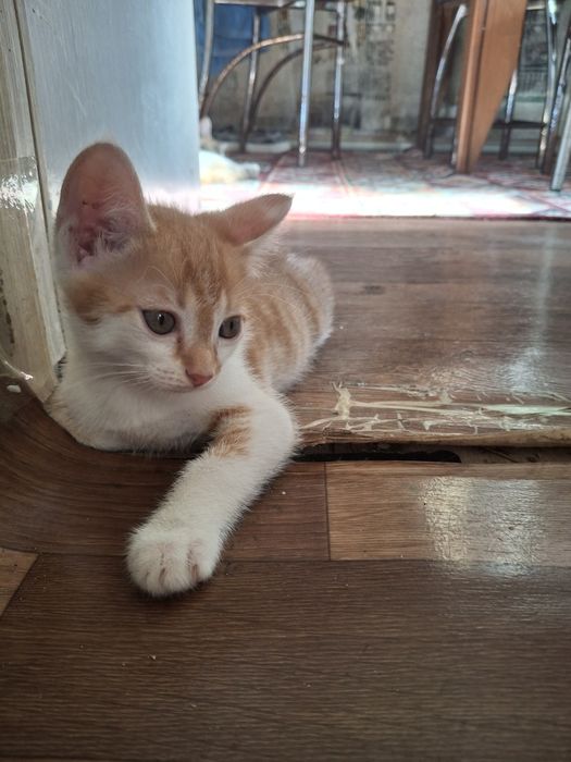 Отдам котят в добрые руки