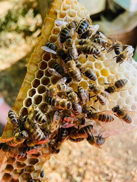 Пчелни майки - Карпатска - Карника - Записване за 2026