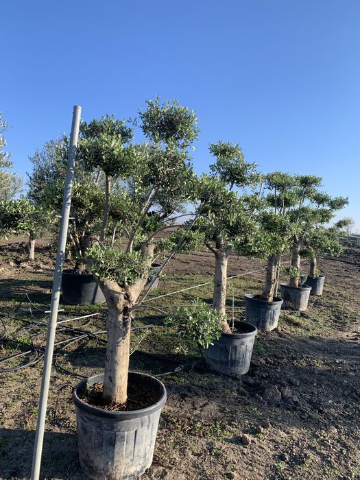 Măslini Pom-Pon maturi de vânzare,înălțime 220-250 cm