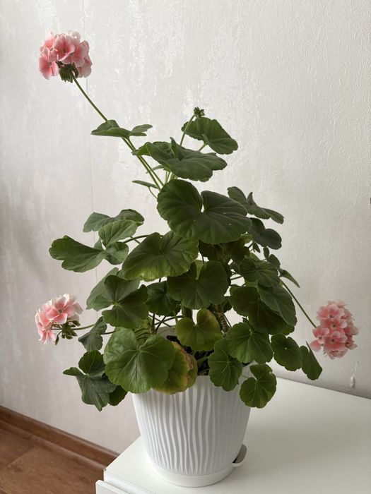 Продам герань цветущая