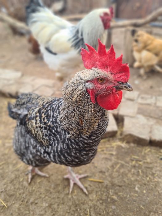Продаются петухи породы маран,америукана, мехлинская кукушка,брама