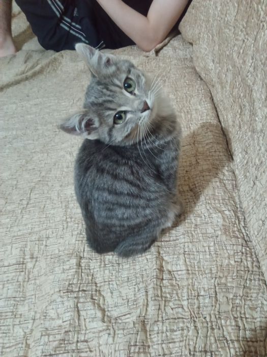 Отдам котенка(девочка)