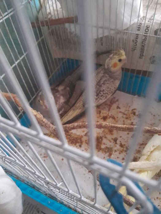 Продаются попугаи Корелла